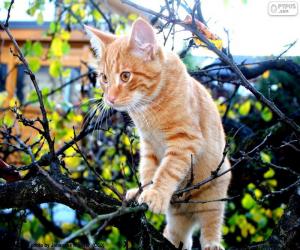 yapboz De ağaçtan kedi